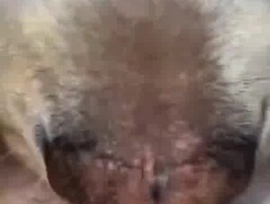 dog licks sweet and delicious pussy.