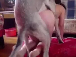 Dog sex