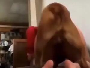 Dog Fucking/Zoo
