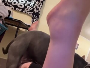 Dog Enjoys Fucking his Owner