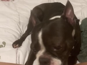 Girl Gets a Good Dog Lick
