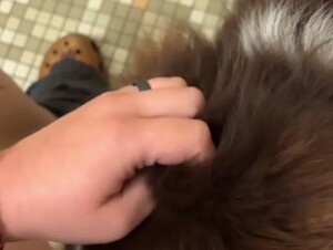Girl Gets a Good Dog Lick