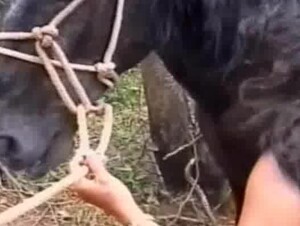 horse