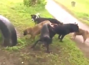 Dogs fucking in a taboo animal orgy scene