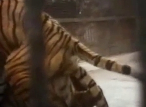 Tigers and lions enjoying raw fucking