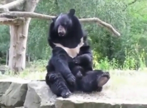 Black bear beating off in sexy scene with stroking