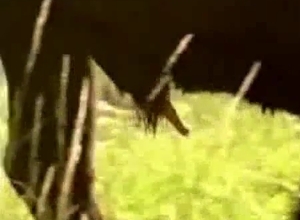 Buffalo banging in the nature, zoo XXX