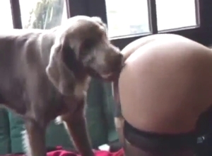 Brown dog climbs onto an eager whore to fuck her
