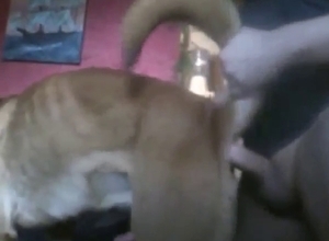Male dog with a hot bussy fucked by a dude