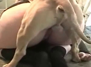 Cute small dog nicely drilled a tight hole