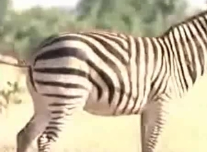 Two majestic zebras fucking each other