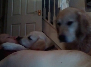Confused puppy sucking that cock