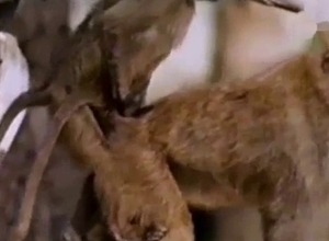 Two monkeys enjoying monkey fucking