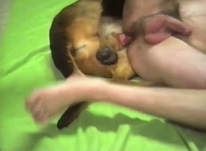 Kinky dude licked by a big-dicked dog
