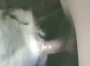 Dude buries his ding-dong in goat's wet vag