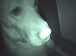Dude has a black dog he wants to power-fuck