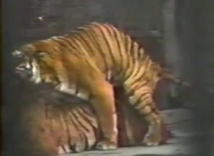 Tiger tenderizing its spouse's pussy