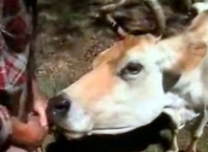 Cow licks a hard cock of a zoophile