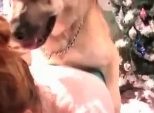 Dogs banged my wife in hardcore style