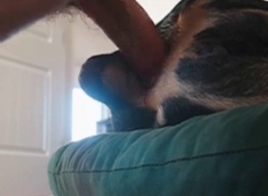 Doggy penetrated by host