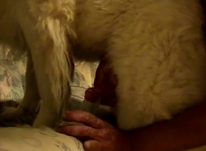 Guy jerks a dog off into the glass