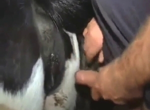 Cow is going to get fucked from behind, deeper