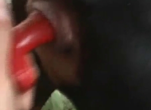 Impressive action with a doggo