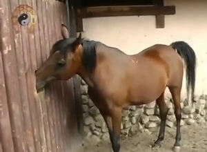 Brown mare showing off that sexy opening