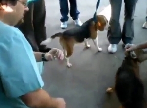 Draining a dog's balls is the hottest thing