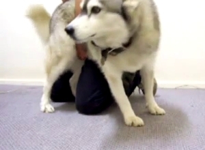 Chubby dog gets fingered by a hot guy