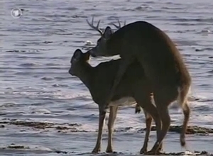 Oh deer, watch a deer fuck its prey