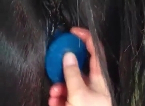 Horse gets nicely stimulated in the barn