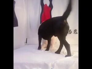 New dog video
