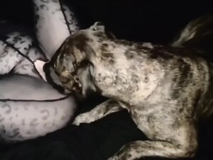 Dog