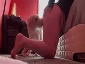 Can your dog dance