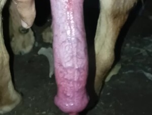 mi perro