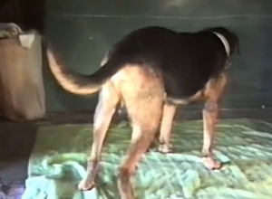 Hot guy maiming his dog's tight pussy