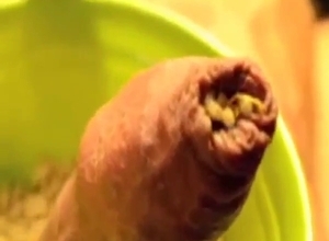Dude covers his entire dick in sexy maggots