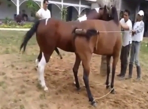 Impressive horse fuck movie with true gaping