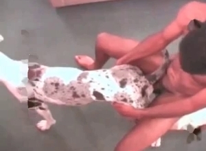 Dog is trying anal sex in amateur animality