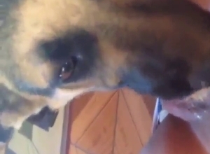 Oral zoo porn with a beast that licks dick