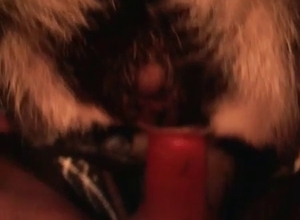 Animal rides on a man cock