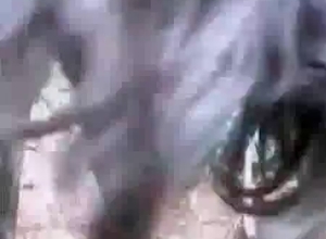 Animal cock in the hardcore animality XXX