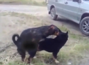 Hot-ass dog gay fuck with slutty animals going off