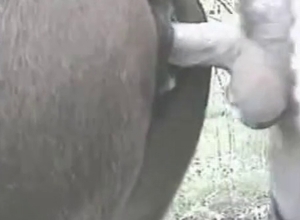 Animal and a guy with a huge dick