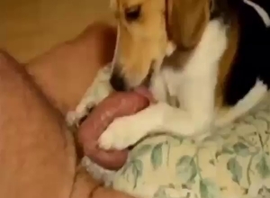Dog with a nice tongue is going to please cock