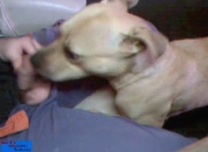 Dog licks and sucks a dick